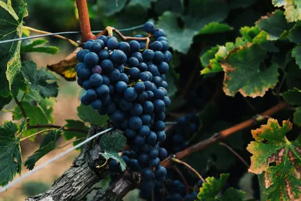 wine