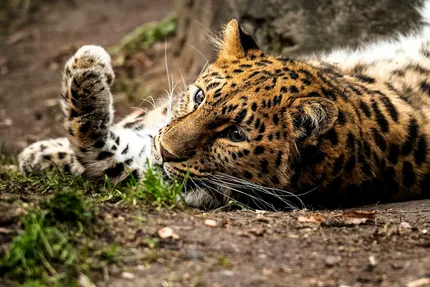 zoo