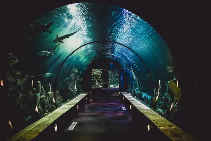 ocean