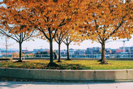 Fall