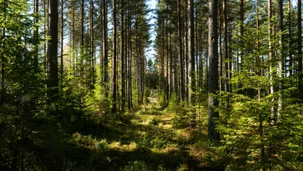 Tyresta National Park: Forest Trails and Swedish Wilderness