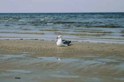 jurmala