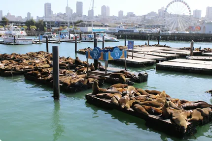 pier 39