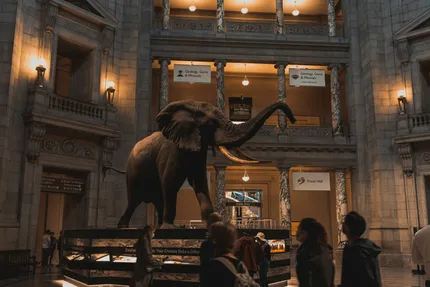Smithsonian Museums (Air and Space, Natural History, American History)