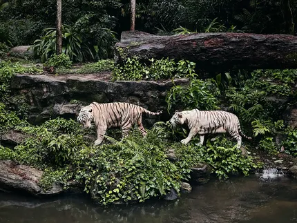 zoo