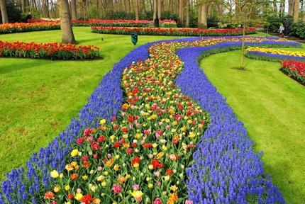 Keukenhof and the Tulip Fields