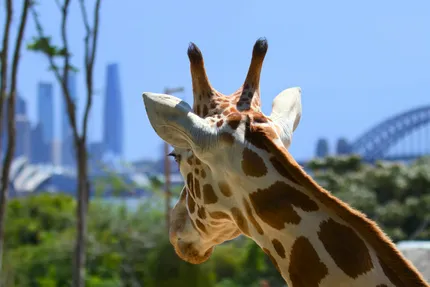 taronga zoo