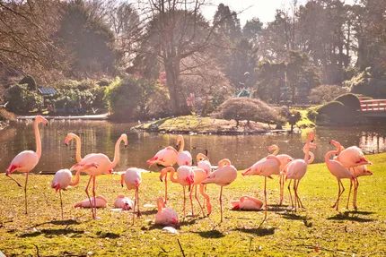 hagenbeck
