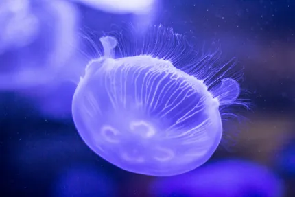 aquarium