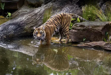 zoo