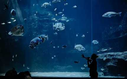 aquarium
