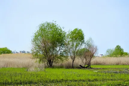 Văcărești Nature Park