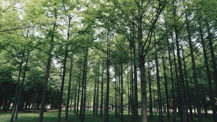 Nami Island and Petite France