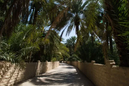 Al Ain Oasis and Desert